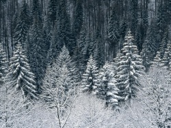 Фото зимой в лесу